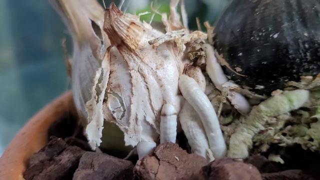 Oeceoclades spathulifera 1 год спустя после приобретения. смотреть онлайн