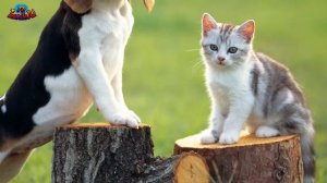 Порода бигль -  особенности породы