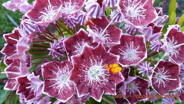 Кальмия широколистная Калейдоскоп (kaleidoscope) ? обзор: как сажать, саженцы кальмии Калейдоскоп