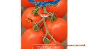 Томат обыкновенный Алый фрегат F1 (alyy fregat f1) ? обзор: как сажать, семена томата Алый фрегат F