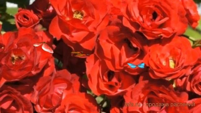 Роза почвопокровная Скарлет Мейяндекор ? обзор: как сажать, саженцы розы Скарлет Мейяндекор смотреть онлайн