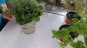 Пилея размножение