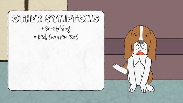Dog Head Shaking: What it Means - Bayside Animal Hospital смотреть онлайн