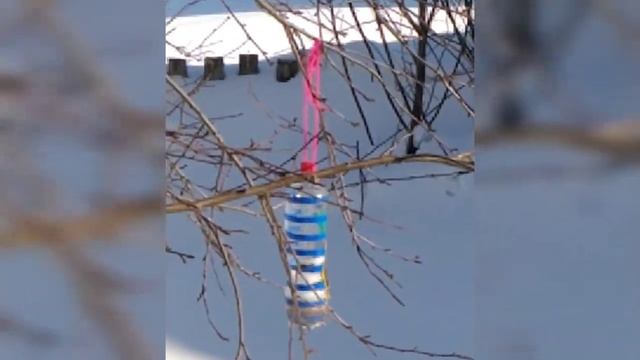 ЗАБАВНЫЕ ПТИЧКИ У НАШЕГО ОКНА ?#shorts смотреть онлайн