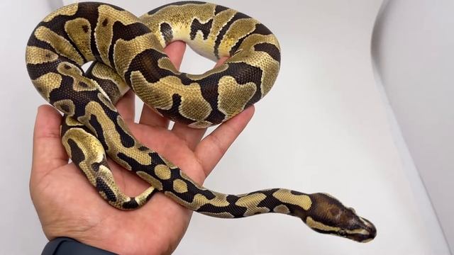 Quick Look At The ENCHI SCALELESS HEAD Ball Python Morph! смотреть онлайн