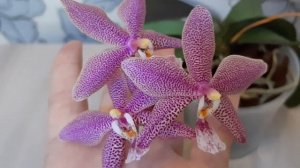 Первое домашнее цветение орхидеи Bronze Maiden (Schilleriana × manii black).