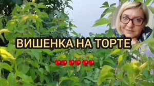 ЮЛЯ ПРОТИВ АЛЁНЫ. ЮЛЯ СТАР. АЛЁНА. В. в ГЕРМАНИИ.  ОБЗОР.