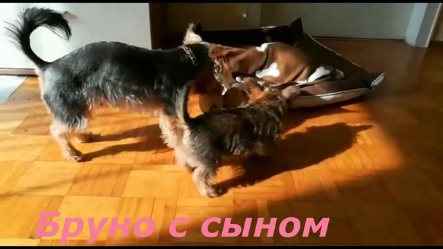 ?#6 VLOG: Германия / ?Бруно-мой любимый / Педикюр смотреть онлайн