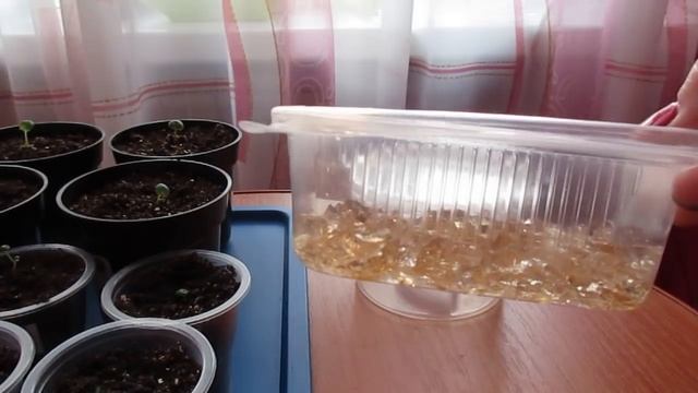 Посев бегонии от 21.01так она сейчас выглядит.