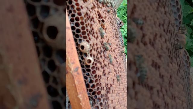 45 - дней, что это за дата?