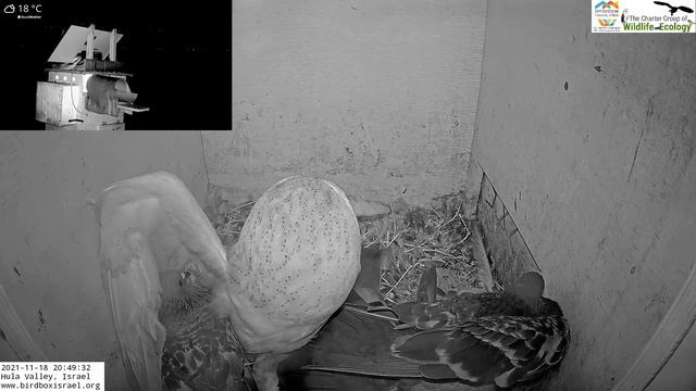 Horror! Wild Barn owl pigeon killer attacks 4 pigeons, KILLS one in LIVE Barn Owl/ Pigeon Israel смотреть онлайн