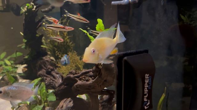 Threadfin Acara (Acarichthys heckelii) | Care Guide & Species Profile смотреть онлайн