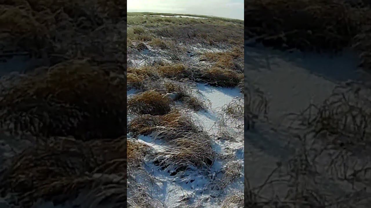 Заяц выпрыгнул из-под ног (архив 20г) #охота #охотаназайца смотреть онлайн