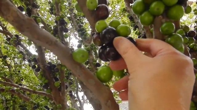 Такого вы не видели!!!ЖАБОТИКАБА!!!Необычное дерево! смотреть онлайн