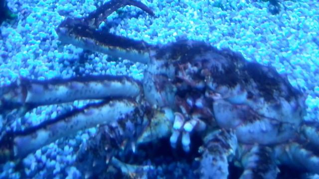 Москвариум. В ГОСТЯХ У КАМЧАТСКОГО КРАБА, king crab (забавные животные) смотреть онлайн