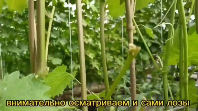 АЛЬТЕРНАРИОЗ НА ВИНОГРАДЕ. смотреть онлайн