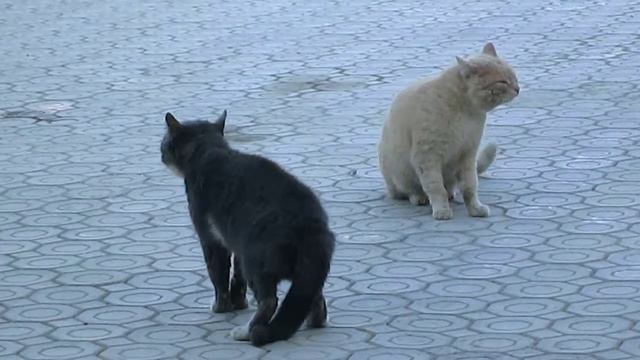 разборки котов смотреть онлайн