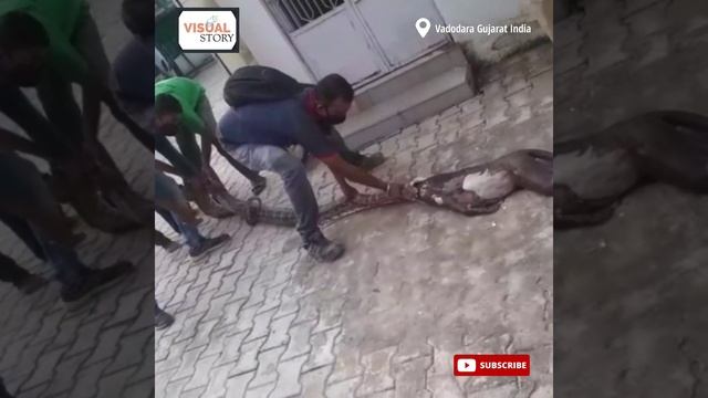 10-foot long python from a small river in Vadodara #python #vadodara смотреть онлайн