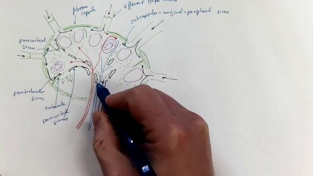 13_02_Lymph node смотреть онлайн