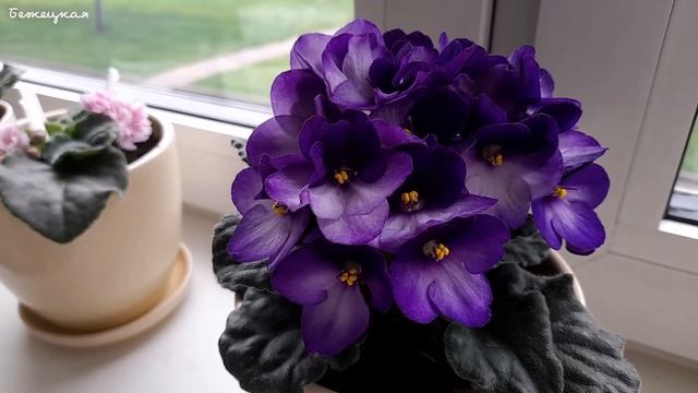 Мои фиалки ожили после протравки от клеща и трипса. Радости моей нет конца смотреть онлайн