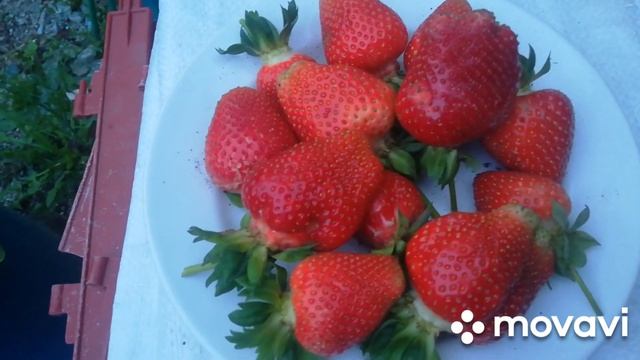 На Даче обход владений. смотреть онлайн