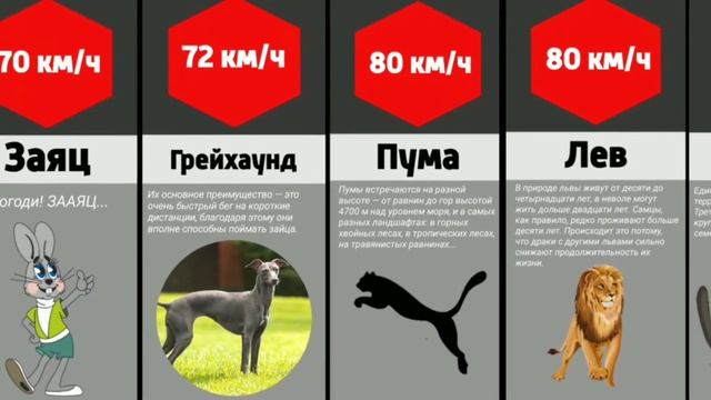 Сравнение: Самые Быстрые Животные на Земле