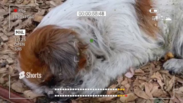 Выброшенный на улицу пёс 4 дня ждал помощи, но все проходили мимо.. смотреть онлайн