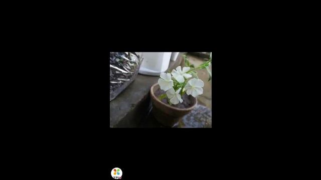 How to care phlox plant (hindi) смотреть онлайн