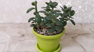 Роща денежных деревьев обрезка. Денежное дерево. Толстянка.