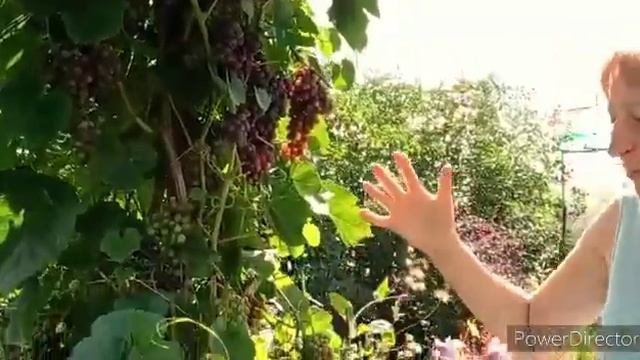 Арка из винограда смотреть онлайн