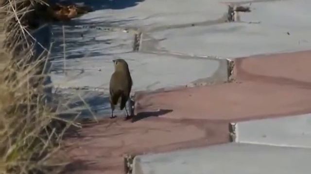 Поет Малая Мухоловка смотреть онлайн