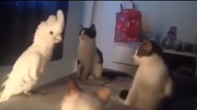Cockatoo talking imitating cats screaming смотреть онлайн