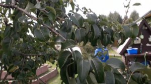 Невероятно вкусный сорт груши для Средней полосы