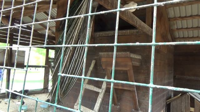 Полиция вернула орущего павлина и черного ягненка в сквер Победы смотреть онлайн