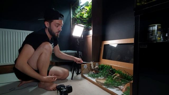 Ball Python Bioactive Build Plans & Scent Trailing Ball Python Feeding смотреть онлайн