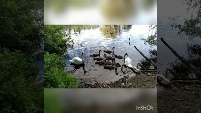 Кормление диких лебедей с лебедятами смотреть онлайн