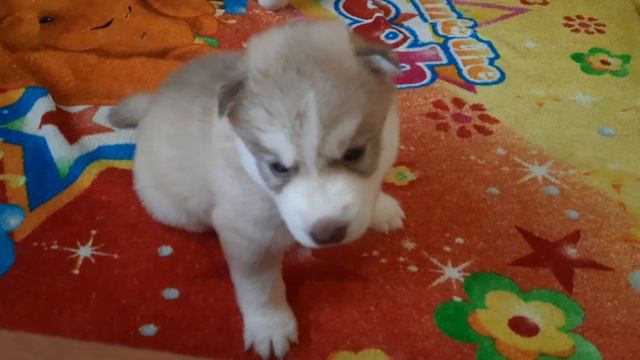 Хаски БАЛТО самый весёлый и активный. смотреть онлайн