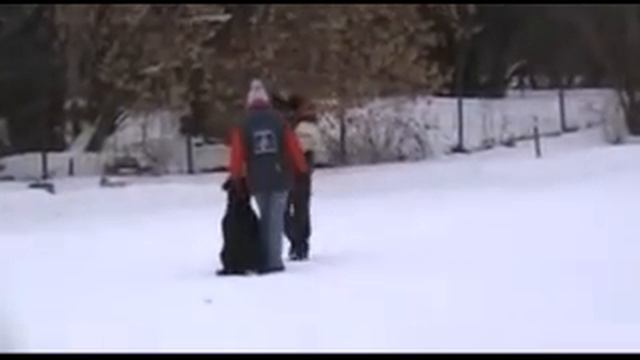 Лютик защита смотреть онлайн