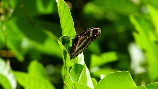 Nature Photography Lumix FZ100 смотреть онлайн