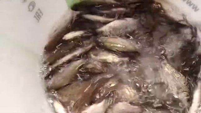 Живец КАРАСЬ. Продажа живых насадок.