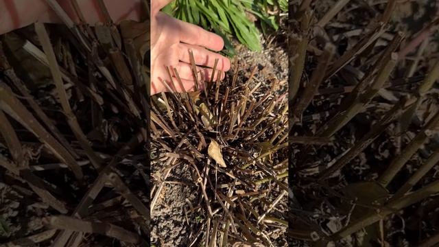 Вот так выглядит шалфей, спустя неделю после обрезк