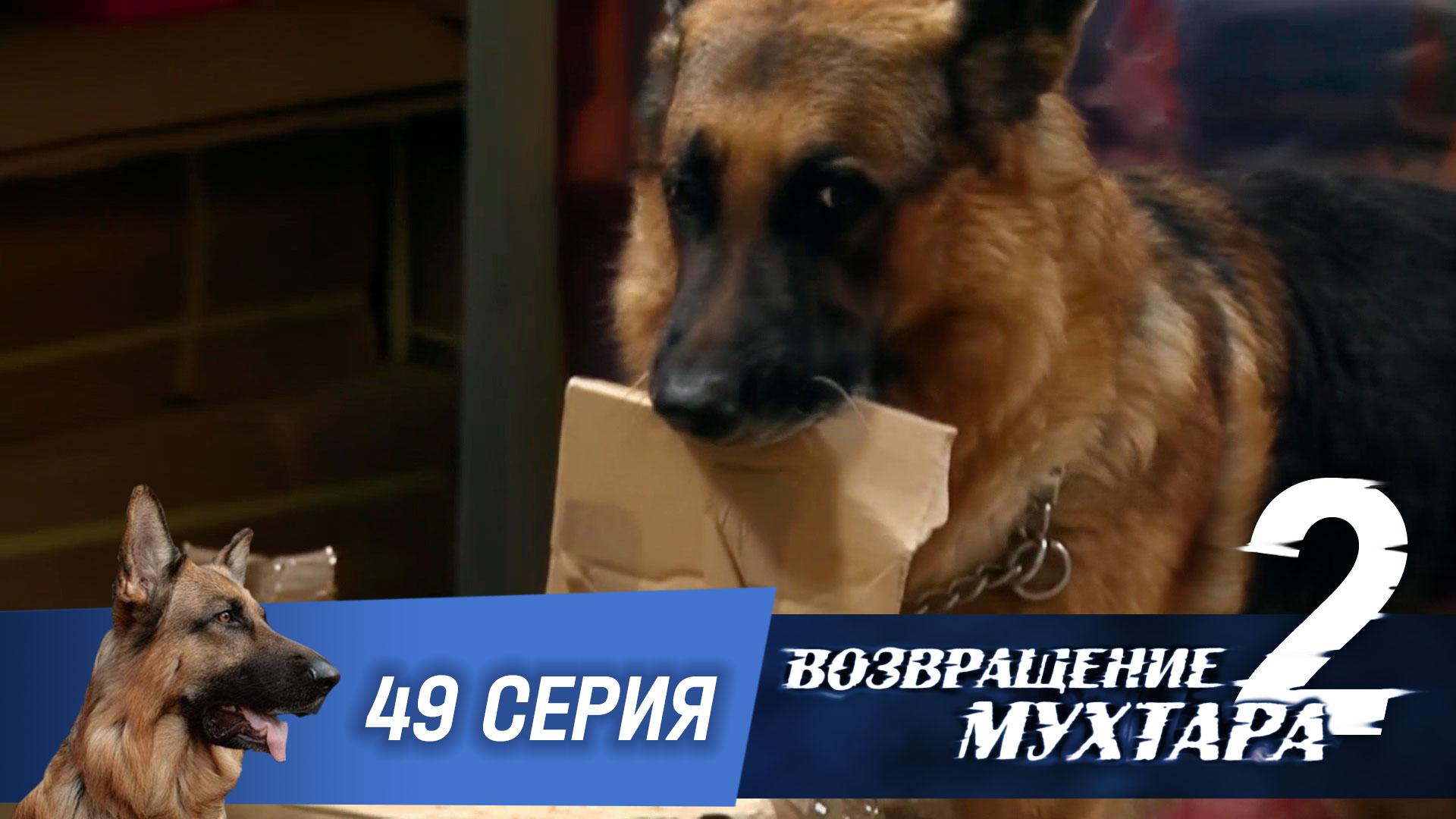 «Возвращение Мухтара — 2». 49 серия. «Взрослые игры» смотреть онлайн