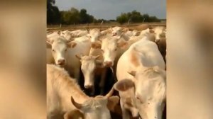 Быки как бизнес. Быки Шароле и Ауликольская. Быки на откорме