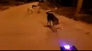 Реакция собак на электрошокер