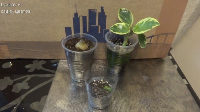 Комнатные цветы/растения. Посылка-подарок от подписчицы. Цветы на балконе. смотреть онлайн