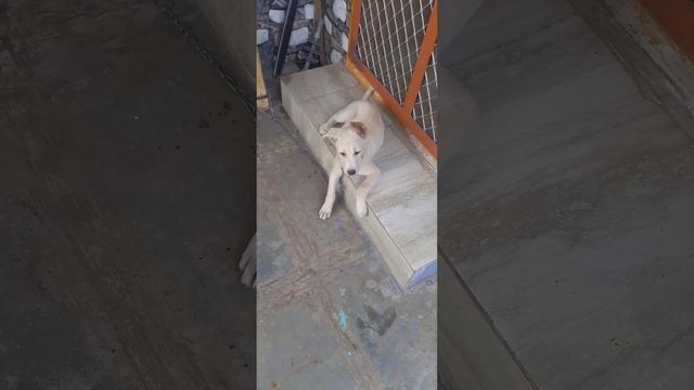 My Dog Tillu Video😍😍❤