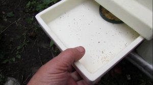 обработка пчел от клеща Варроа пихтовым маслом - сколько дней осыпается клещ