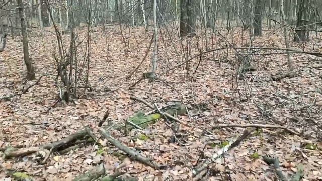 Грибы черный груздь лес ноябрь 2022(2) смотреть онлайн