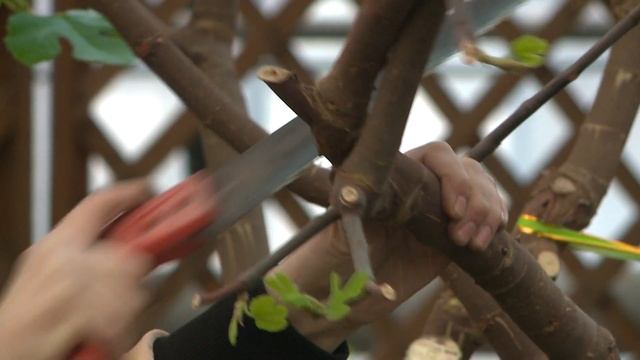 Власти взялись за оптимизацию управления зеленого строительства смотреть онлайн
