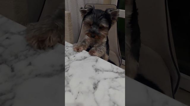 Смешные животные, щенок и котенок. Funny animals, puppy and kitten.#34❤️🥰🐶🐈😺❤️❤️❤️❤️ смотреть онлайн